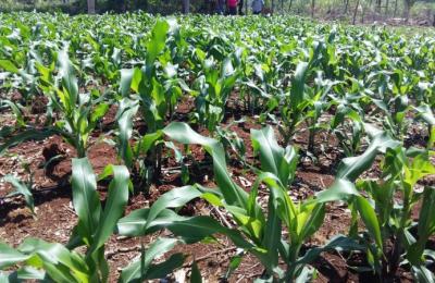 A PREFEITURA RECEBE KITS DE IRRIGA&Ccedil;&Atilde;O POR GOTEJAMENTO PARA ATENDER AGRICULTORES FAMILIARES DO MUNIC&Iacute;PIO