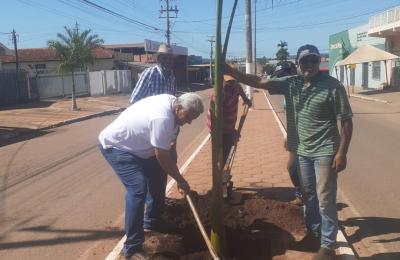 Plantio de novas palmeiras na AV. Tancredo Neves!